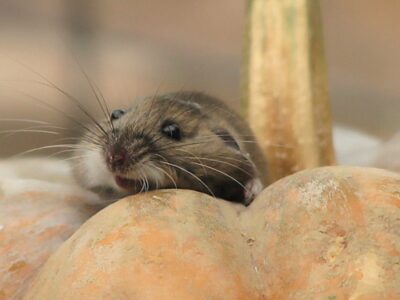 Photo of the Week: Settling on a Pumpkin Image